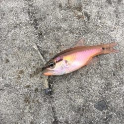 40センチ級のアジ狙いのはずが