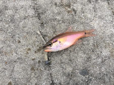 40センチ級のアジ狙いのはずが