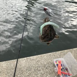 またタケノコメバル