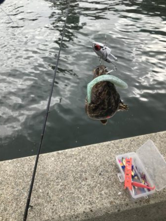 またタケノコメバル