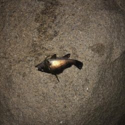 メバルももう終わりかな？