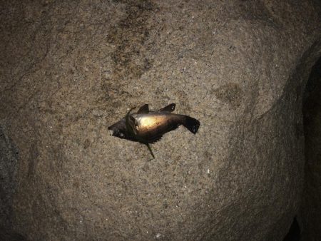 メバルももう終わりかな？