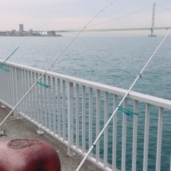 皐月カレイに挑戦