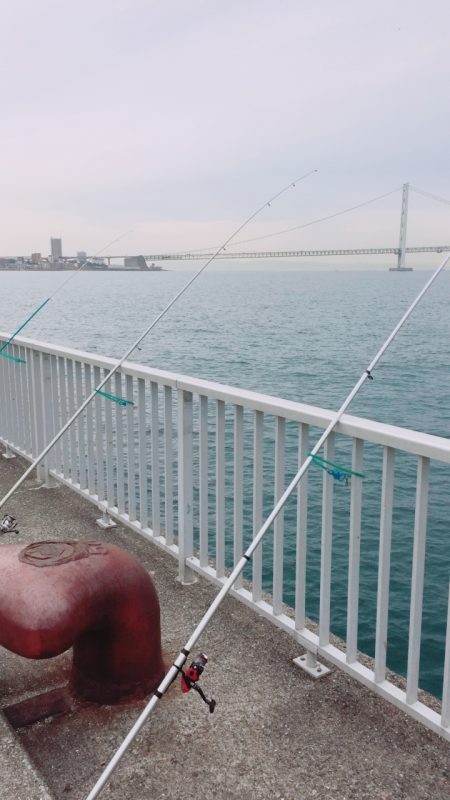 皐月カレイに挑戦