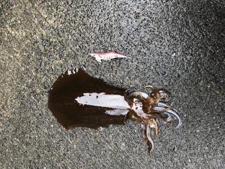 久しぶりのイカー