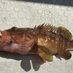 バチコン 鯛ラバ