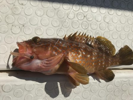 バチコン 鯛ラバ