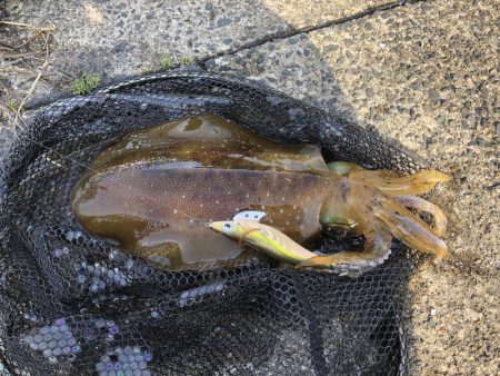 アオリイカ開幕