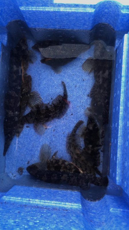 家族フィッシング