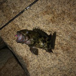 自己最高記録更新ガシラ