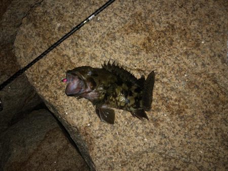 自己最高記録更新ガシラ