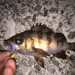 まだまだメバル釣り