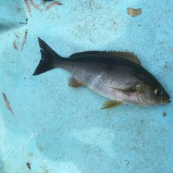 牟岐沖でイサキ、シイラ