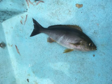 牟岐沖でイサキ、シイラ