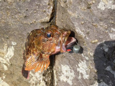 鳥取地磯釣行