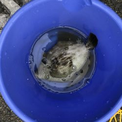 朝マズメ狙い五目釣り