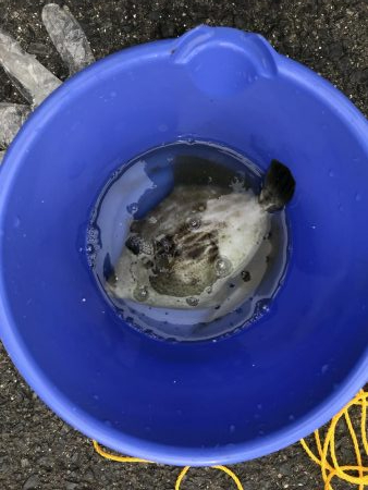 朝マズメ狙い五目釣り