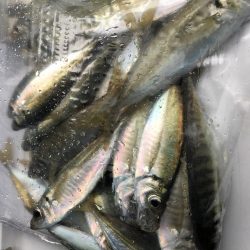 深日でサビキ釣り