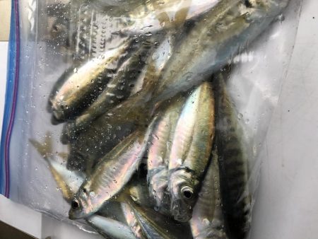 深日でサビキ釣り