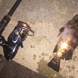 メバルが釣れた!