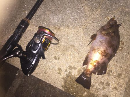 メバルが釣れた！