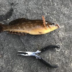 クジメとガシラ