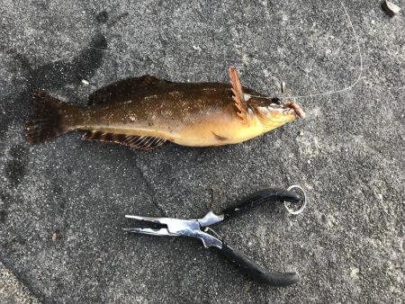 クジメとガシラ