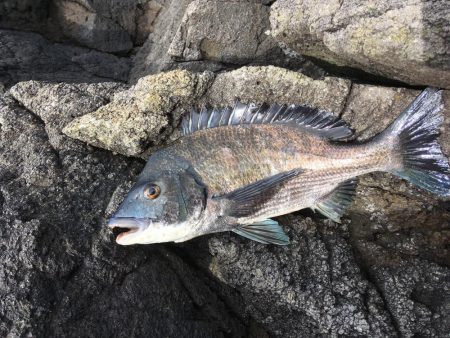 令和にて初のチヌ