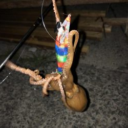 イカ釣りのはずがタコに