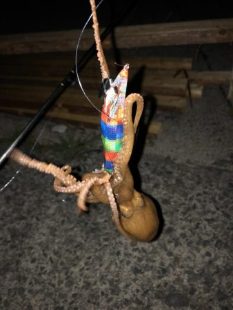 イカ釣りのはずがタコに