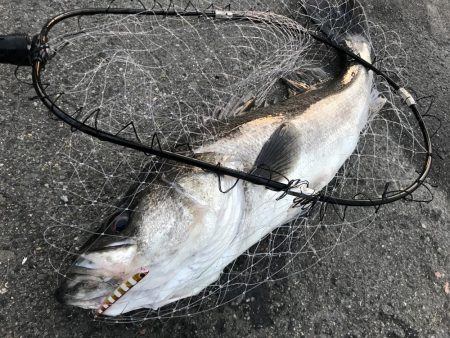 バチ抜けランカーシーバス