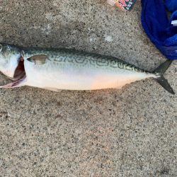 連日の大サバ釣り