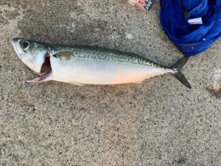 連日の大サバ釣り