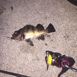 まだ楽しめた!メバル‼︎