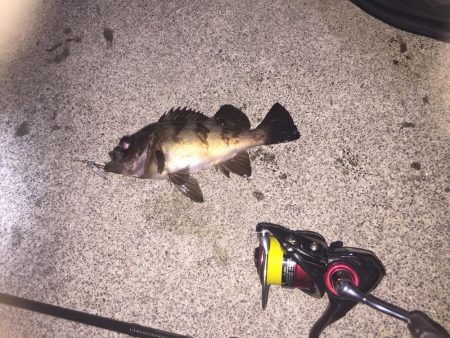 まだ楽しめた!メバル‼︎