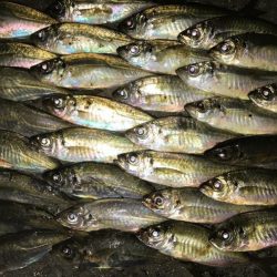 ベタ凪アジング