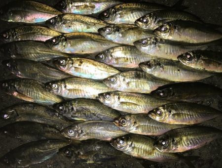 ベタ凪アジング