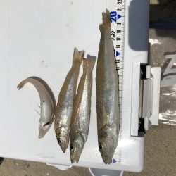 ちょい投げでキス