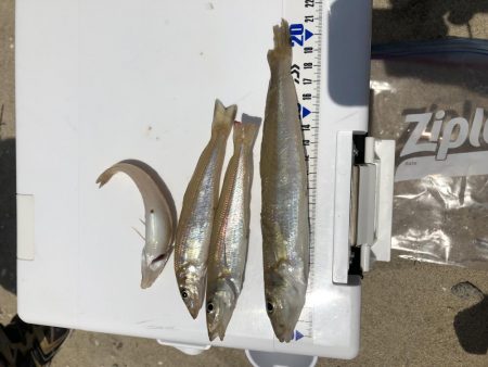 ちょい投げでキス