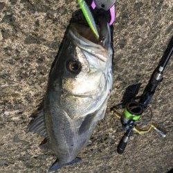 最強コノシロパターン