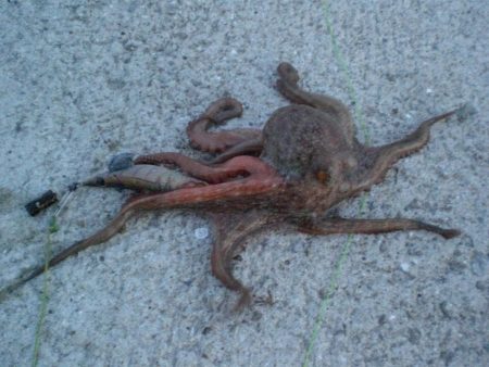 いたら一発タコ