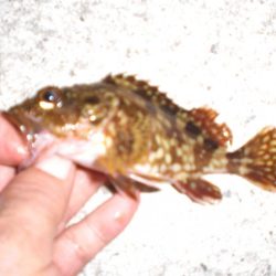 何が釣れるか・