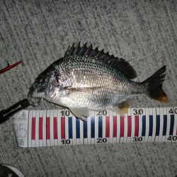 ショートバイト