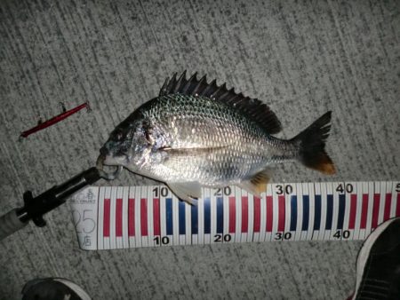 ショートバイト