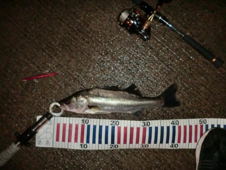 まだまだバチシーバス