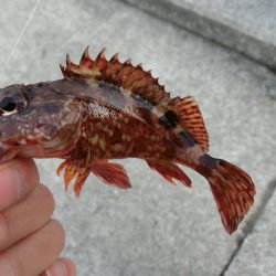 ガシラとベラのオンパレード