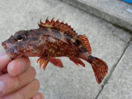 ガシラとベラのオンパレード