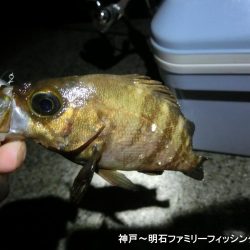 メバル激渋だが期待を裏切らないガッシー