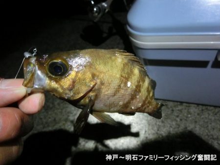 メバル激渋だが期待を裏切らないガッシー