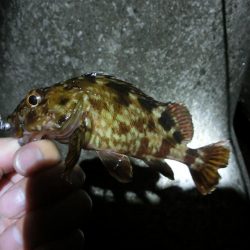 ガシラとサバの乱舞